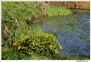 Farm pond